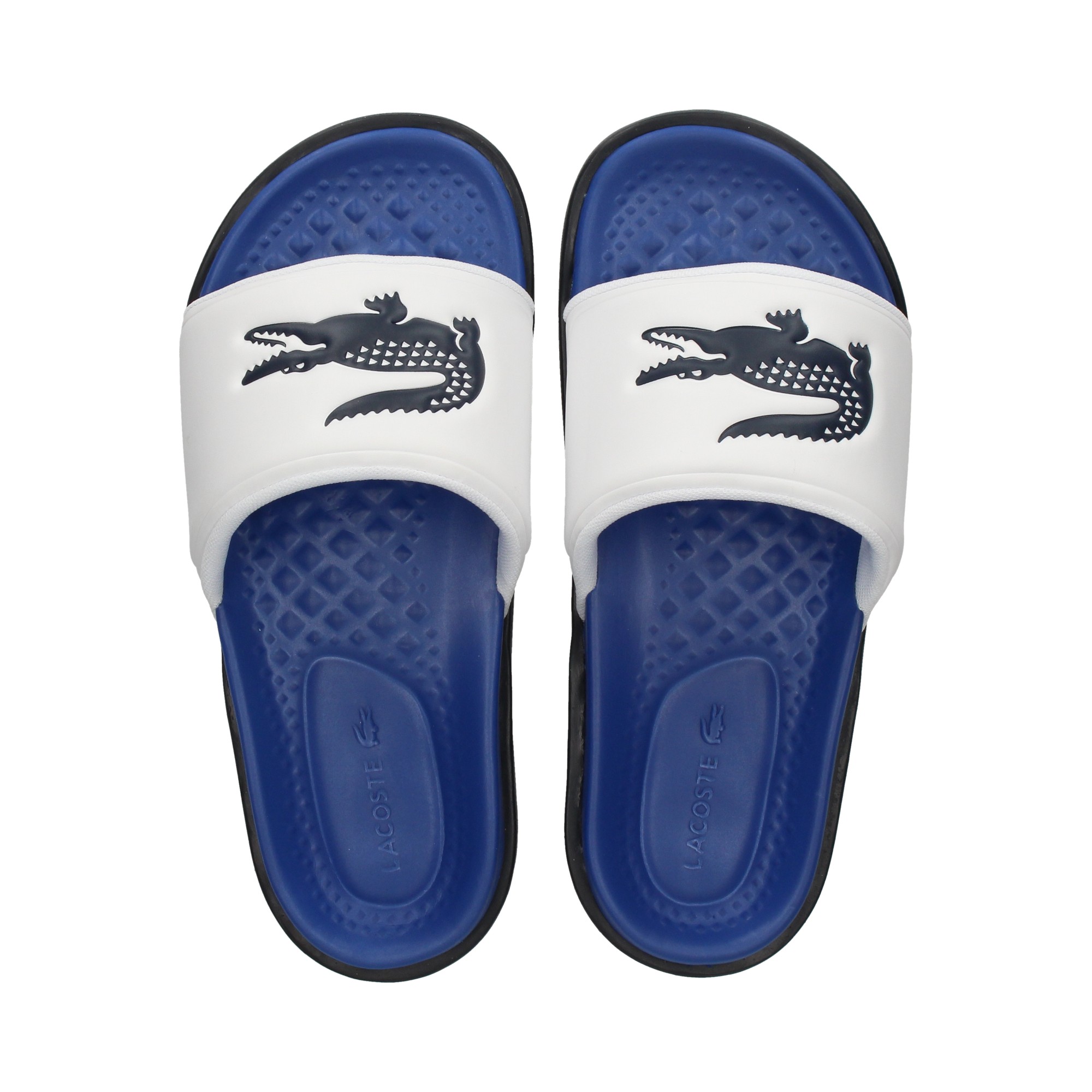 coco-planta-azul-pala-blanco